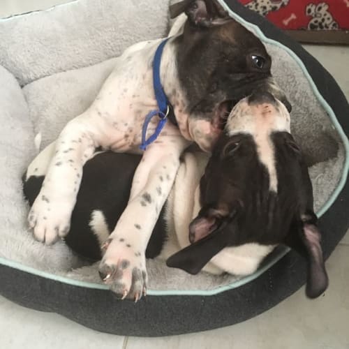 Louie ~ Staffy x Mastiff (on trial 24/12/18)