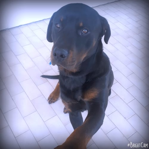 Axel ** Pure Breed Rottweiler **