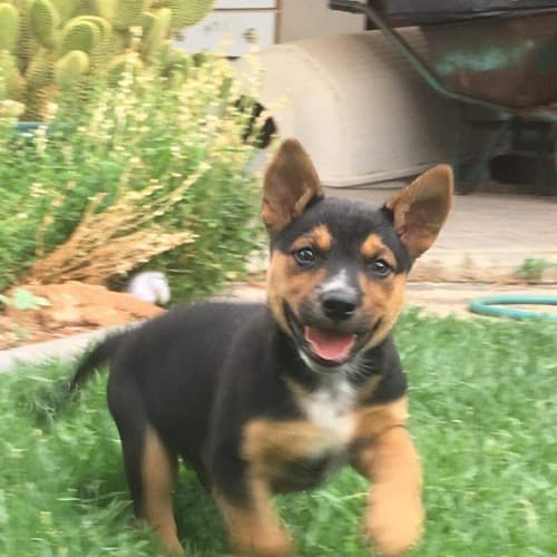Finn