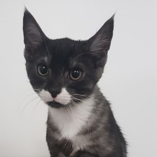 Pepper