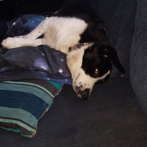 Lucy ~ Beagle x Border Collie (on trial 29/12/18)
