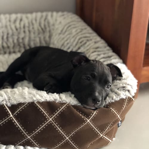 Tonka ~ Staffy x puppy (on trial 6/1/2019)