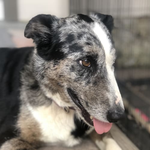 Meg ~ Koolie x Collolie (on trial 31/1/19)