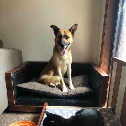 Shep  *** great with confident cats, and with dogs