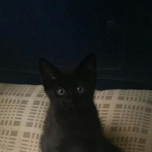 Fergus