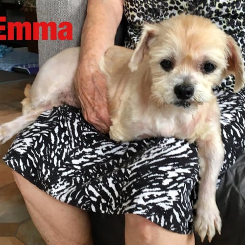 Emma (adoption pending)
