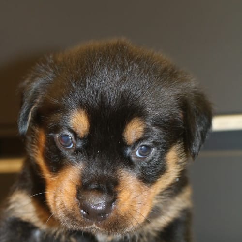 Benji
