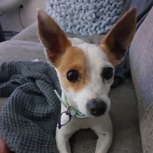 Pixie ❤️️