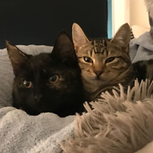 Sunny&Raven