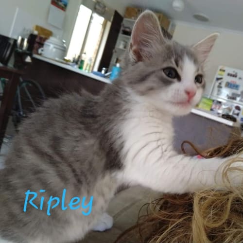 Ripley