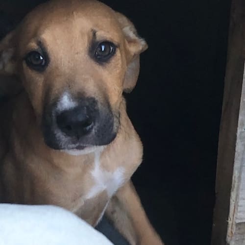 Puppy Titan DL2041