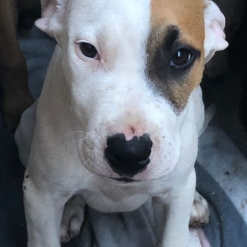 Puppy Oscar DL2043