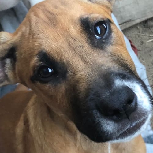 Puppy Geoff DL2044