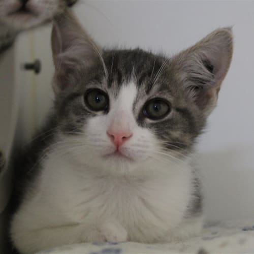 Benson