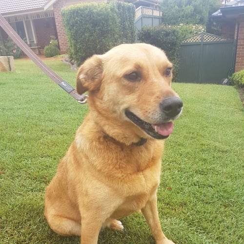 Sophie ~ Retriever x Cattle Dog (on trial 31/12/18