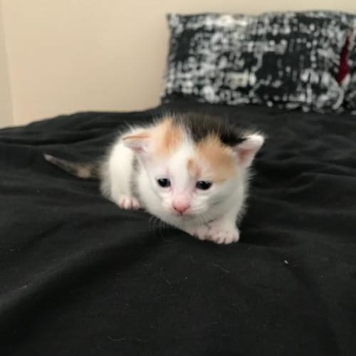 Sumi