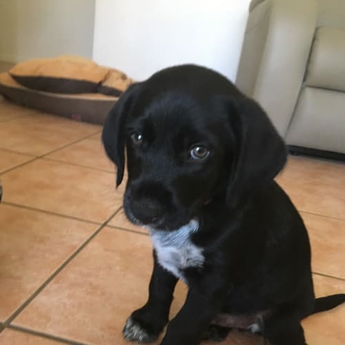 Otis ~ GSP X Cattle Dog (on trial 23/12/18)
