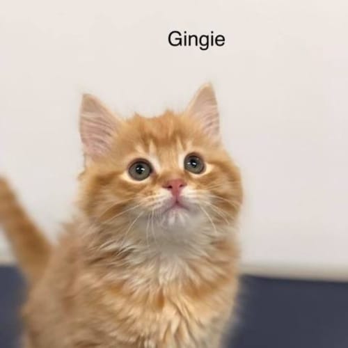 Gingie