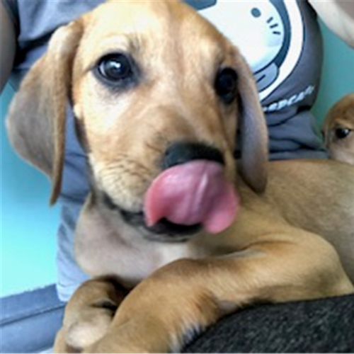 Luella