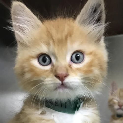 Gizmo