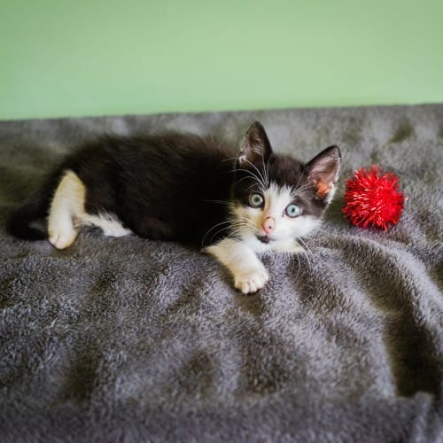 Kitty named Binky 