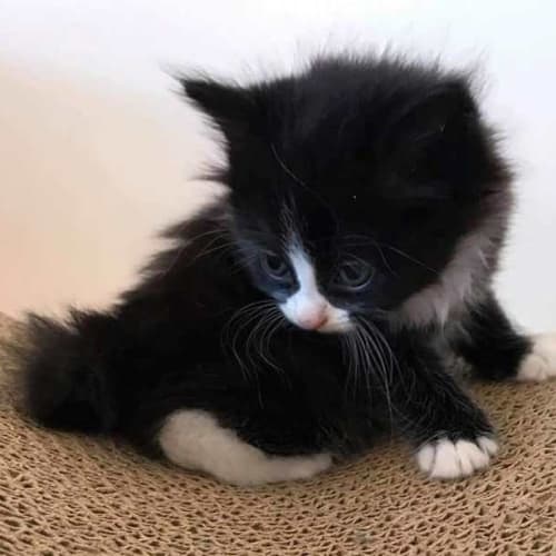 Kesha **2nd Chance Cat Rescue**