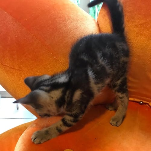 Kapsta **2nd Chance Cat Rescue**