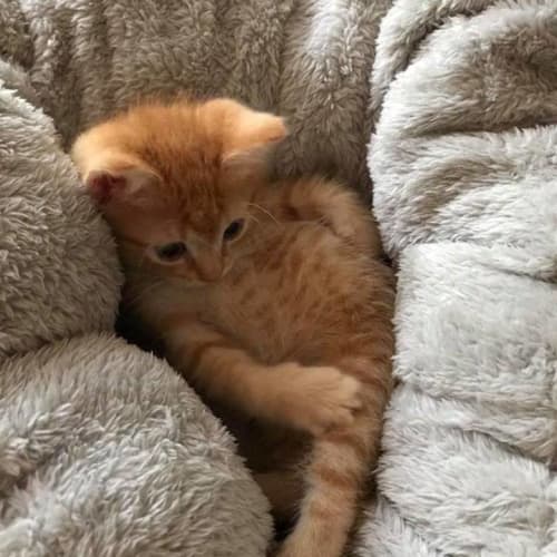 Krumpet **2nd Chance Cat Rescue**