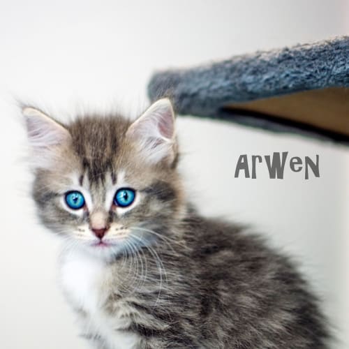 Arwen