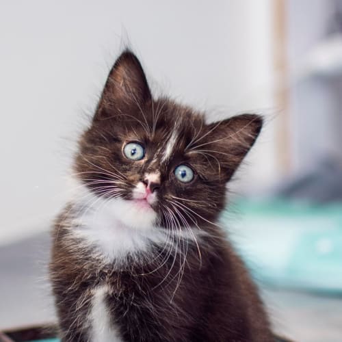 Christopher Columbus