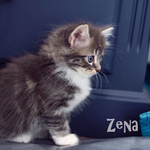 Xena - Warrior Princess