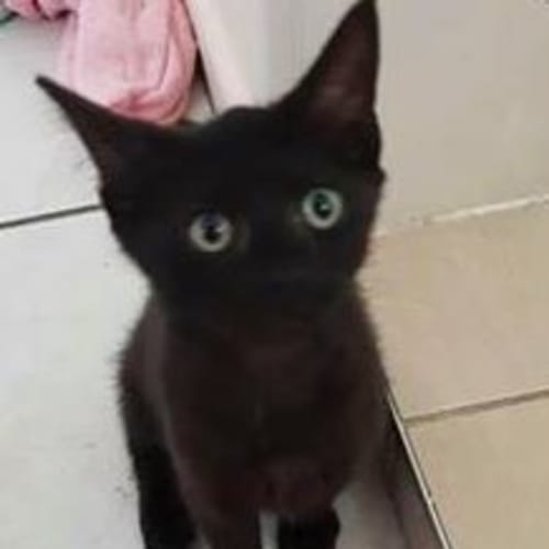 Tiny