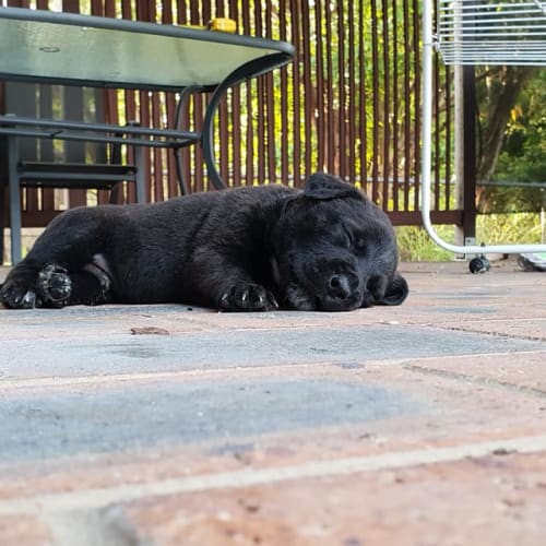 Cooper 