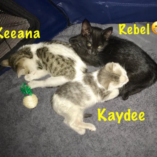 Kaydee **2nd Chance Cat Rescue**