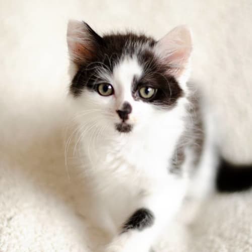 Percival 