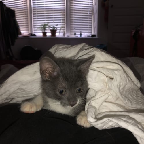Harriet
