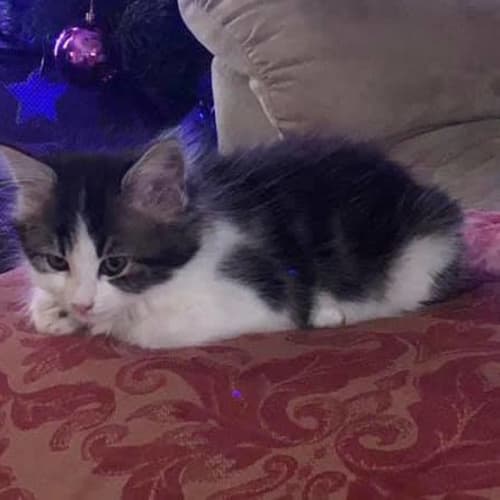 Taffy **2nd Chance Cat Rescue**