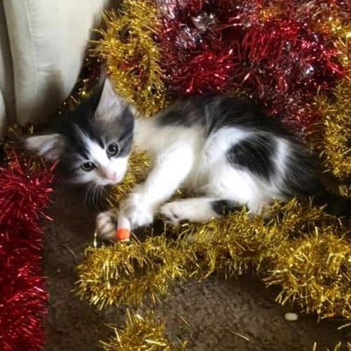 Tink **2nd Chance Cat Rescue**