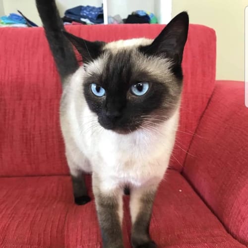 Mila