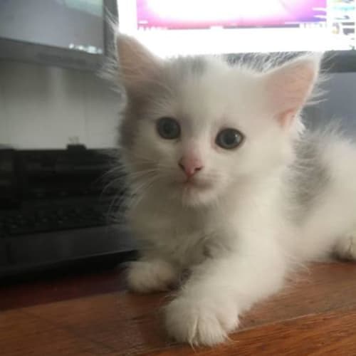 Pixie
