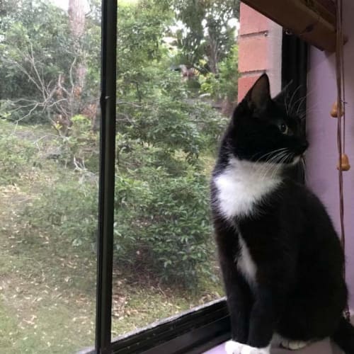 Mittens