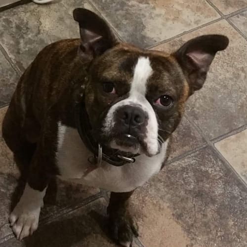 Angus