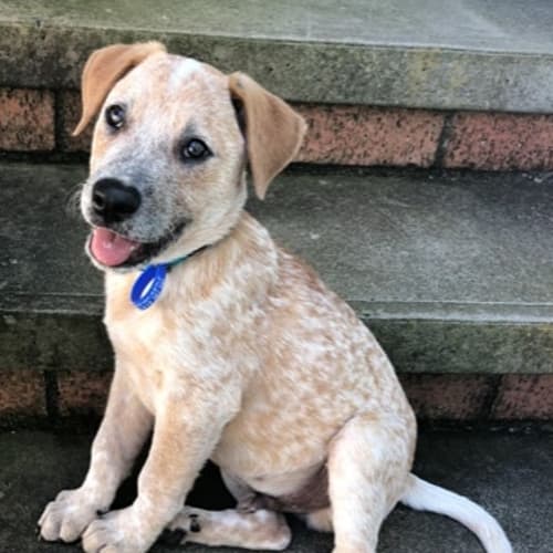 Johnny ~ deaf Cattle Dog x (on trial 2/1/19)