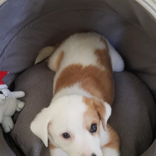 Jax