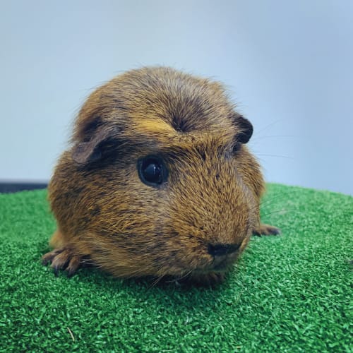 Bernard