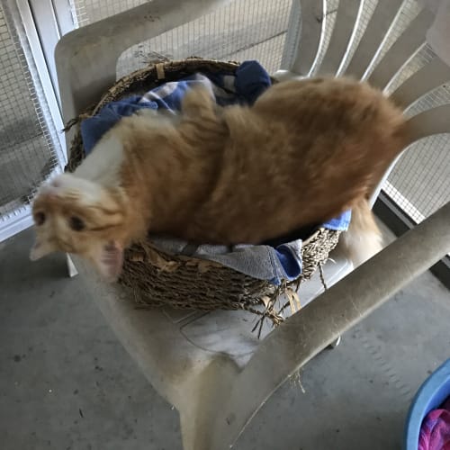 Mango