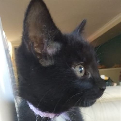 Elphaba