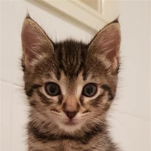 Loki