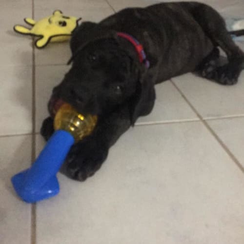 Wilbur