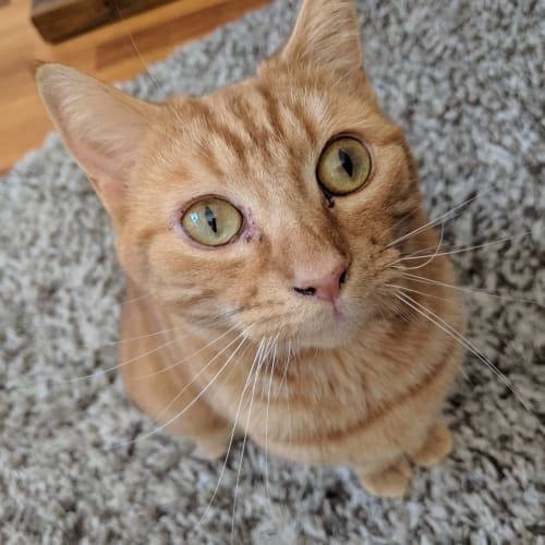 Minnie